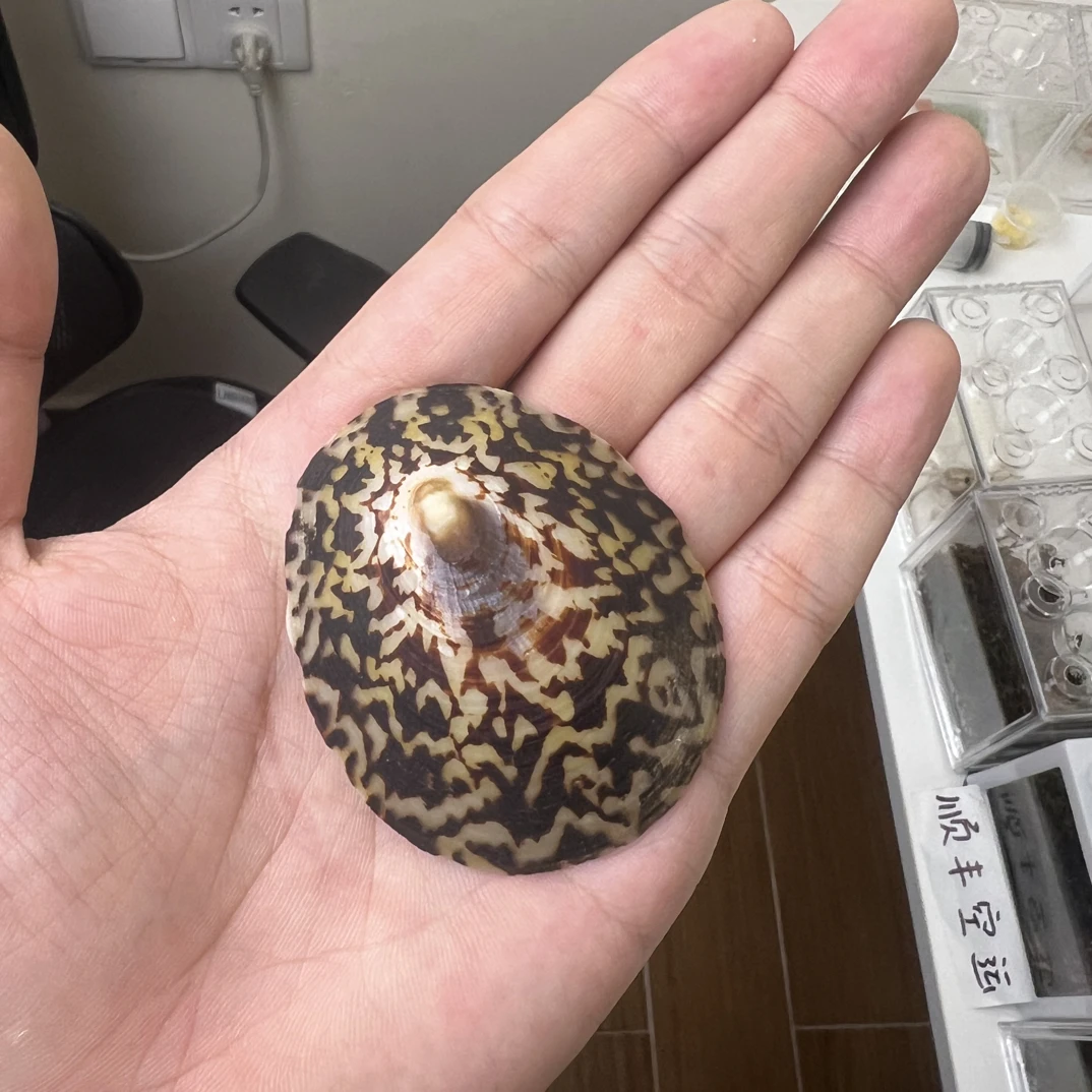 精美贝壳将军鲍海缸装饰鱼缸装饰