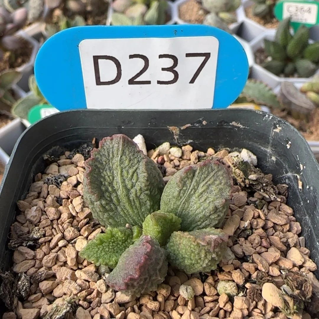 小怪兽。   237。
