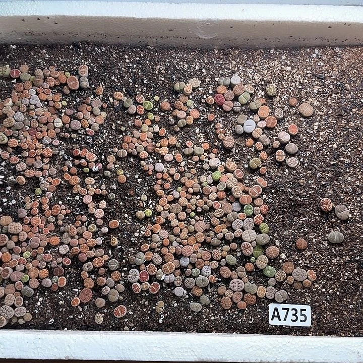A735 生石花整箱脱土发货