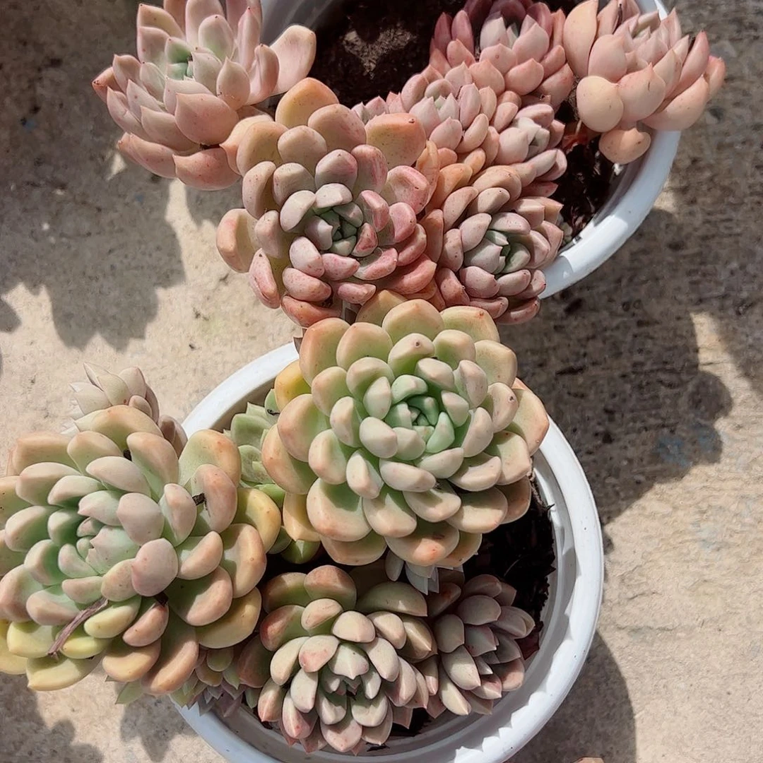 3盆璀璨 多肉植物