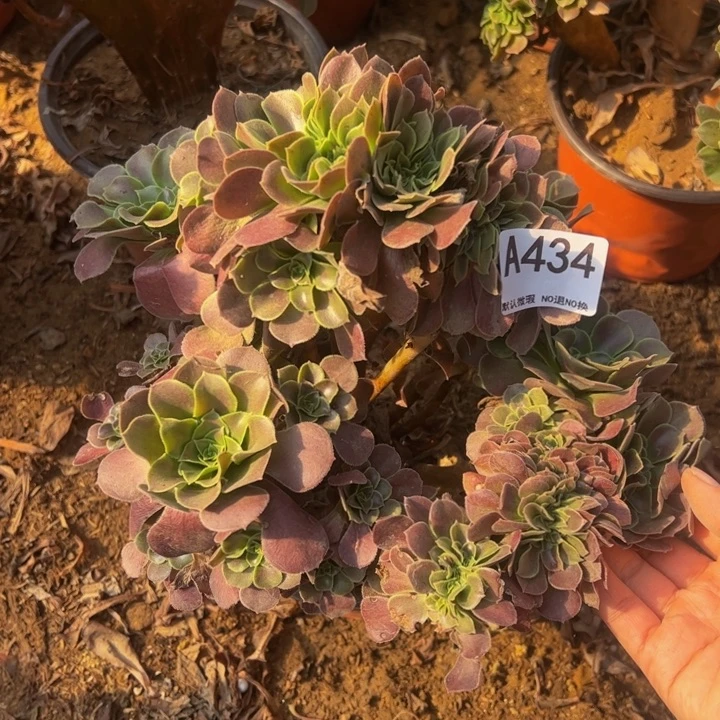 玫瑰缀多肉植物434.