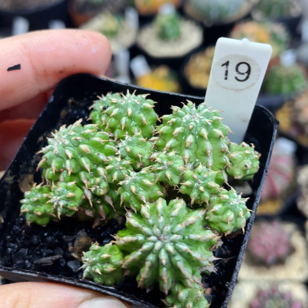 盆5公分满25包邮裸根发货