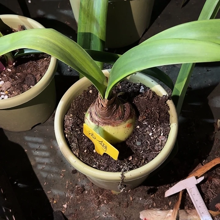 无花朵朱顶红汤姆7+