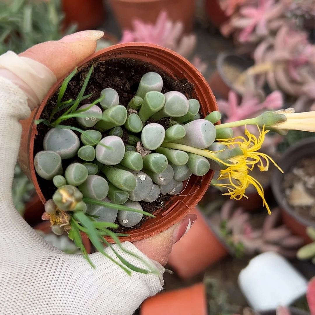 反***熙多肉植物多肉植物