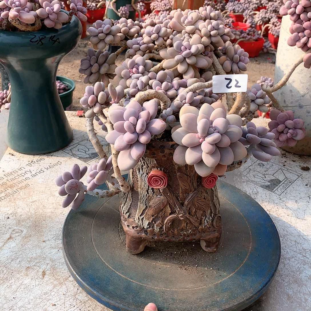 22一物一拍桃蛋不带盆