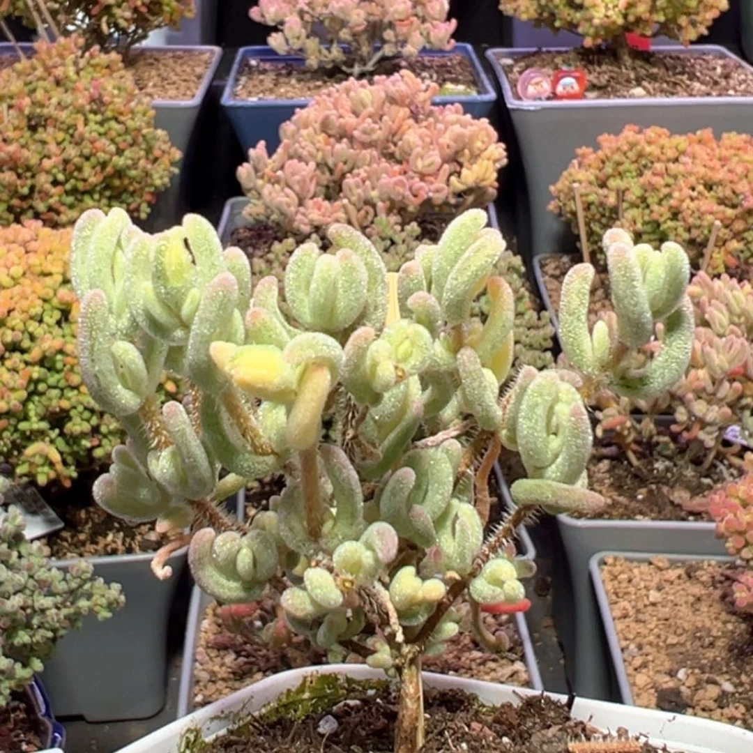 是***.d286橙叶锦老粉福利价