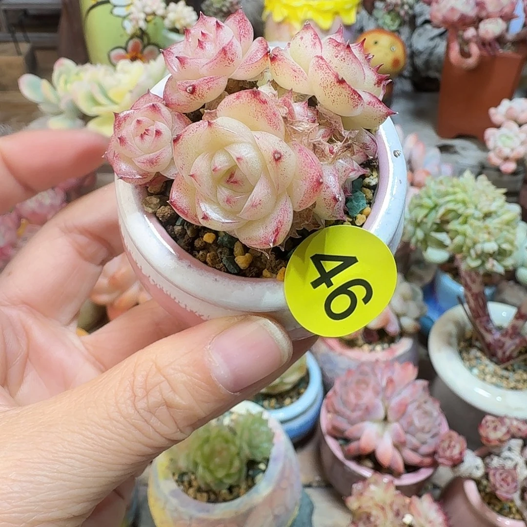 46 多肉含盆土30元包邮非偏远