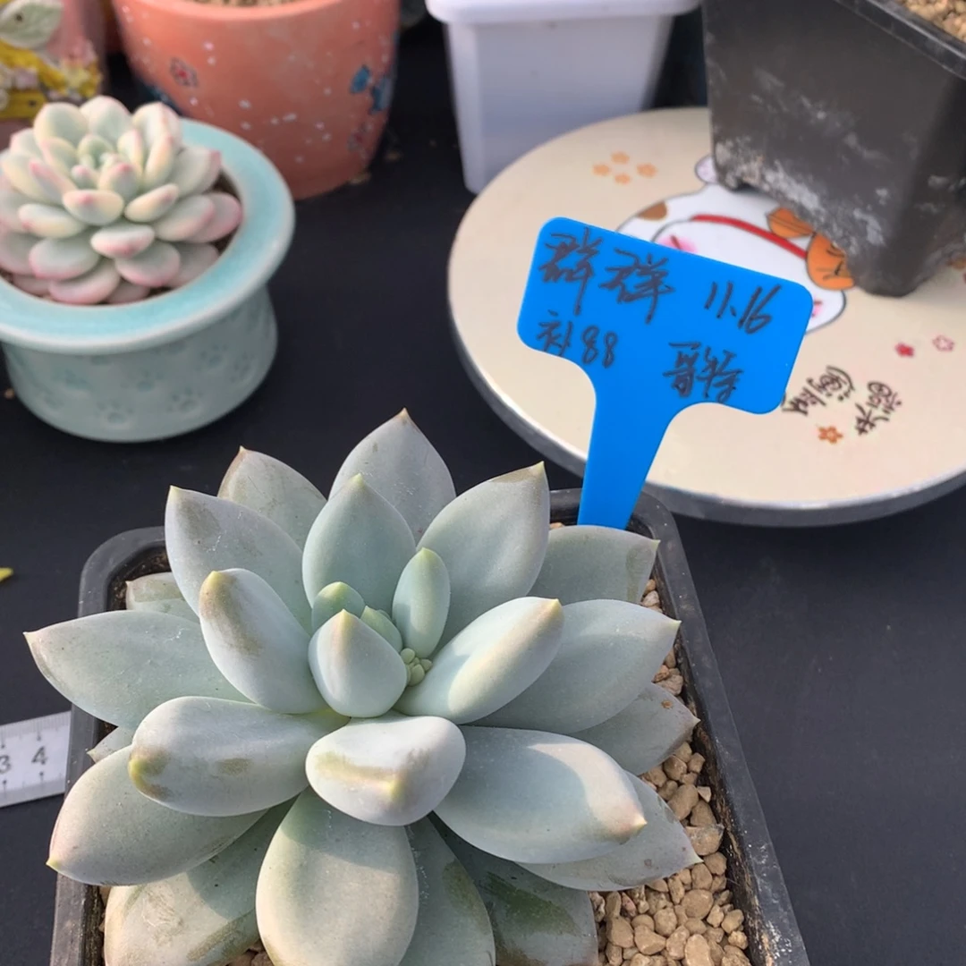 群***群我们家的小仙女们