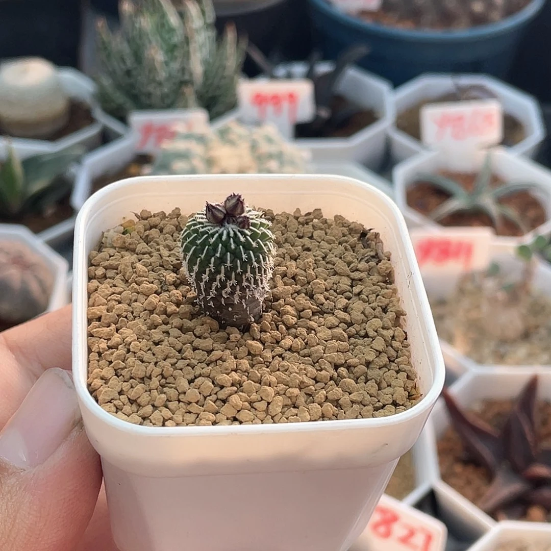 实生刺缀精巧殿仙人球多肉