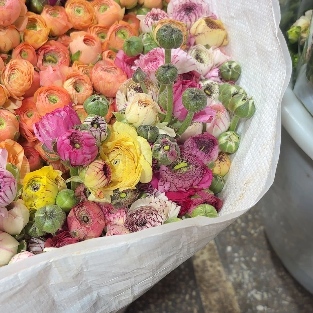 加购七彩花边洋牡丹10支满两件正价可拍