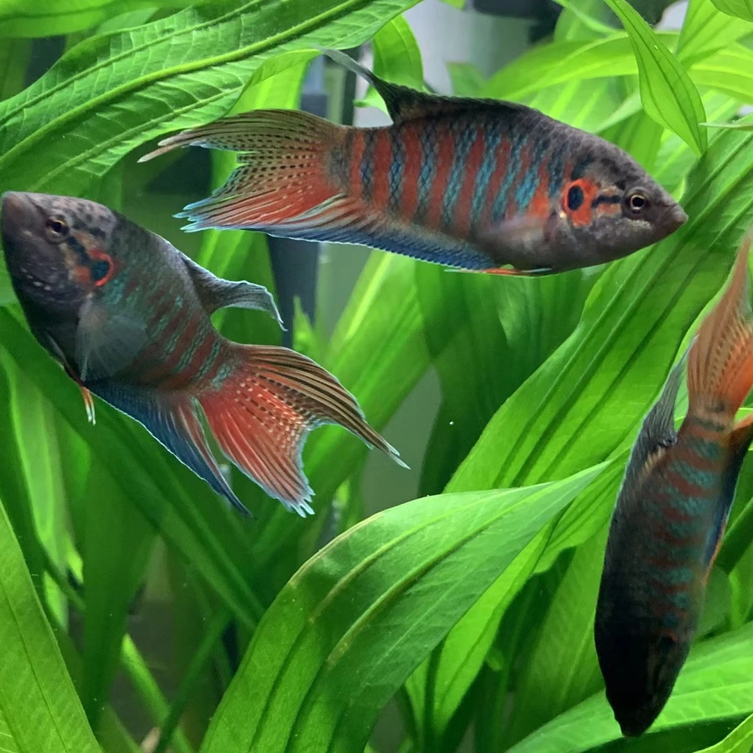 12.8米视频链接自家养巨普中国斗鱼