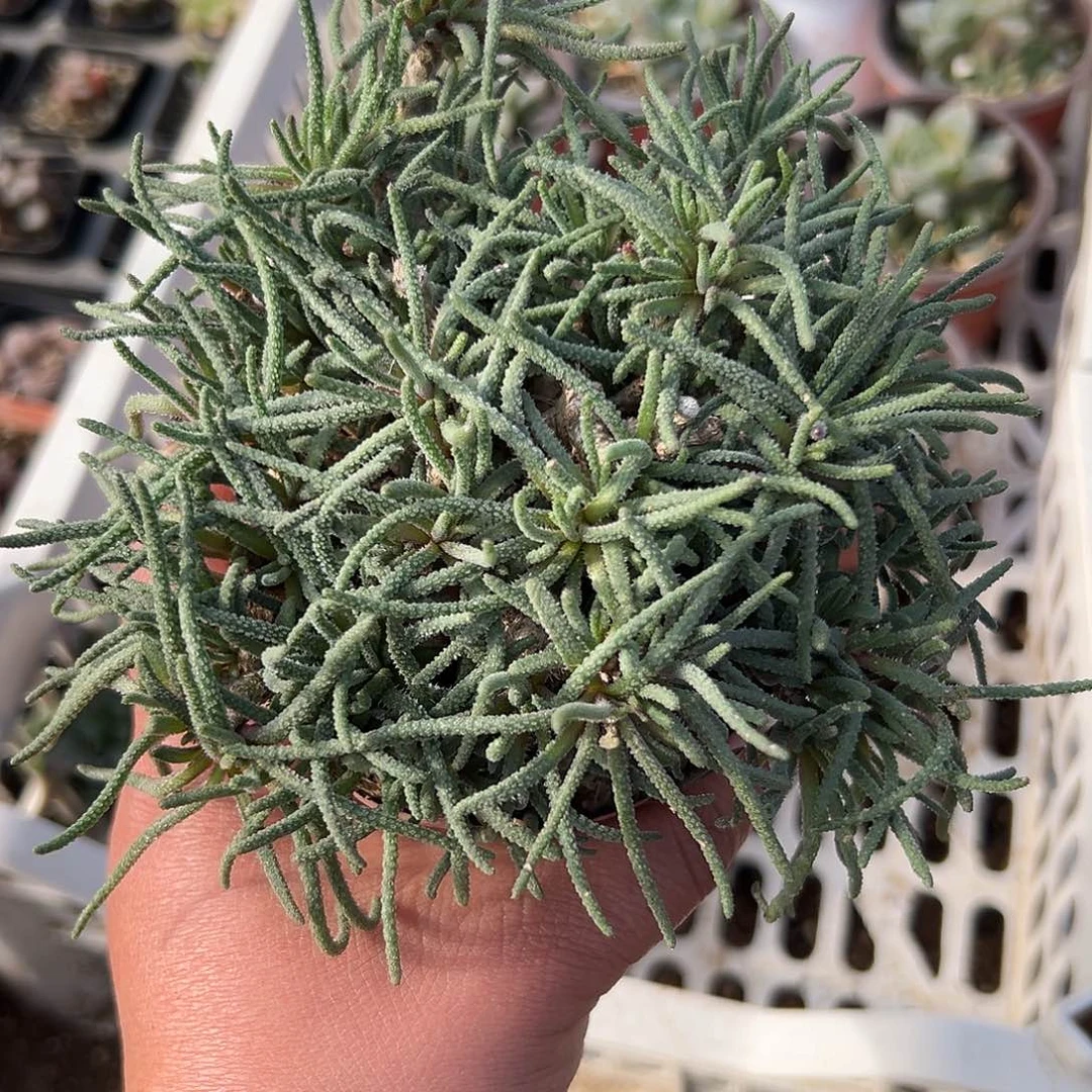多肉植物天赐开花
