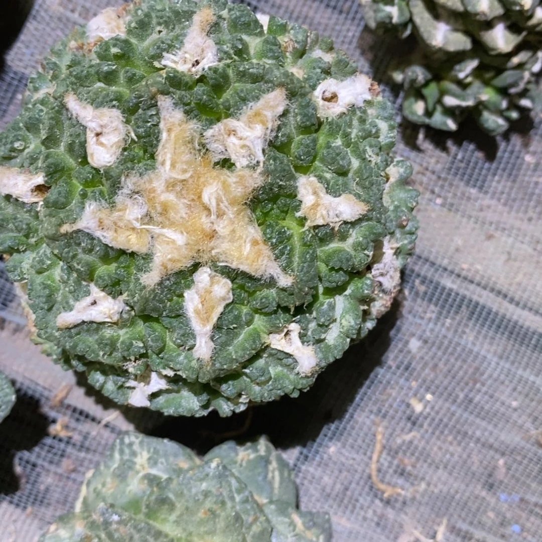 浥***尘特价龟甲福利不售后