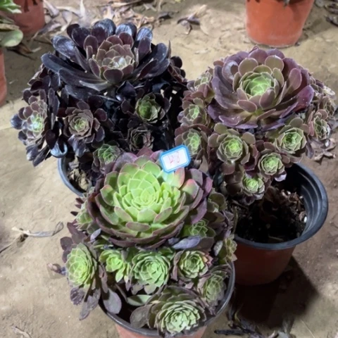 128多肉植物组合
