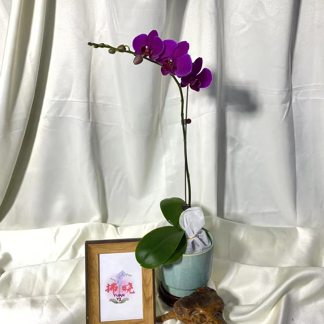 拂晓蝴蝶兰（斯泰带花带花苞）开花珠发货