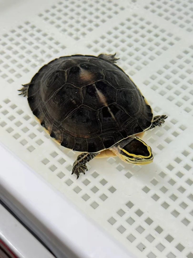 线安碌仔与龟苗纯种冷水养殖活 体可直播现场挑选