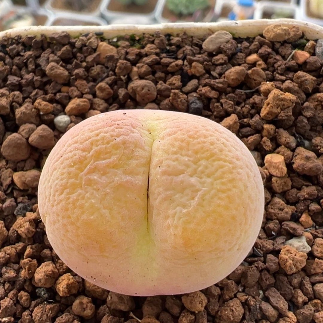 120多肉植物百科翠光