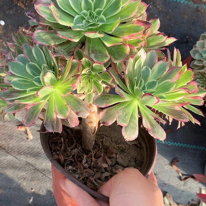 160天和多肉植物