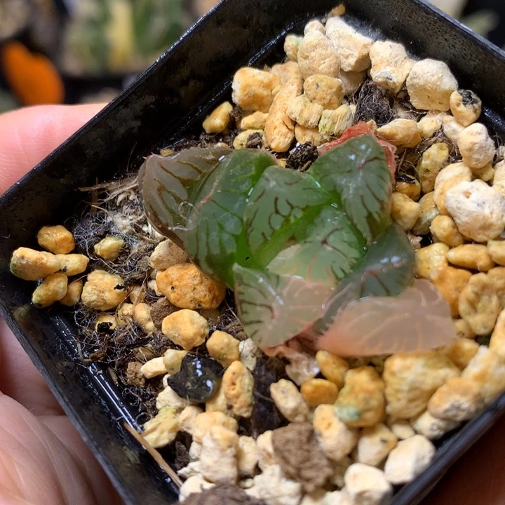 紫罗兰玉露锦dai er nv t