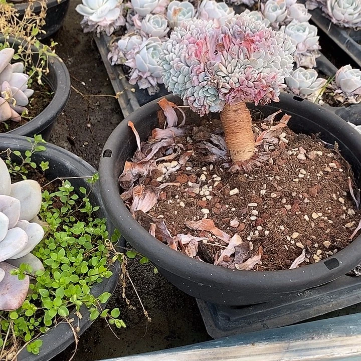 海棠花缀化老桩福利