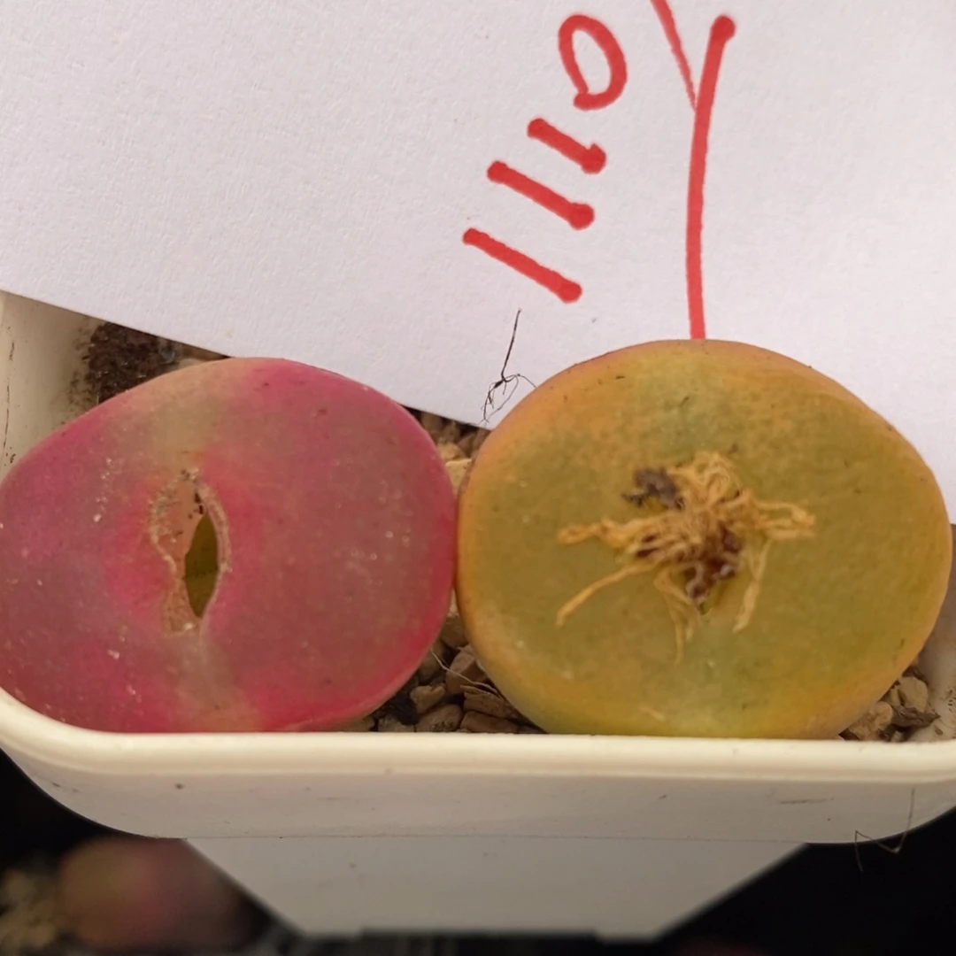 11103一组一组一组