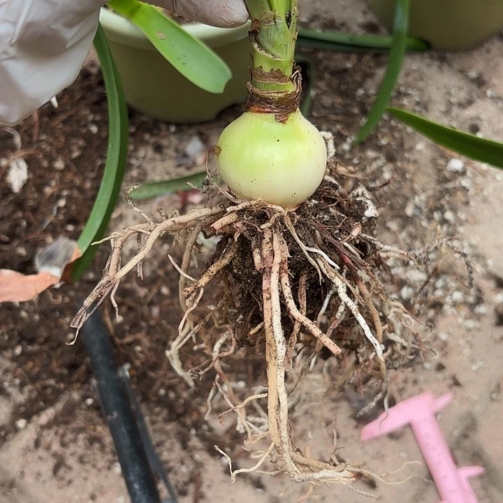 爱***生无花朵朱顶红火焰辣椒一颗