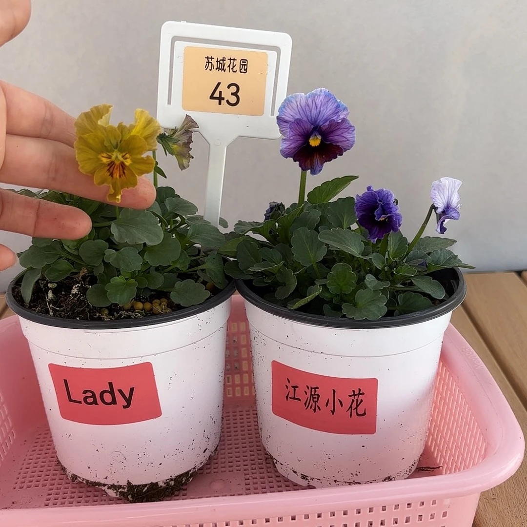 大部分开放少量花苞43