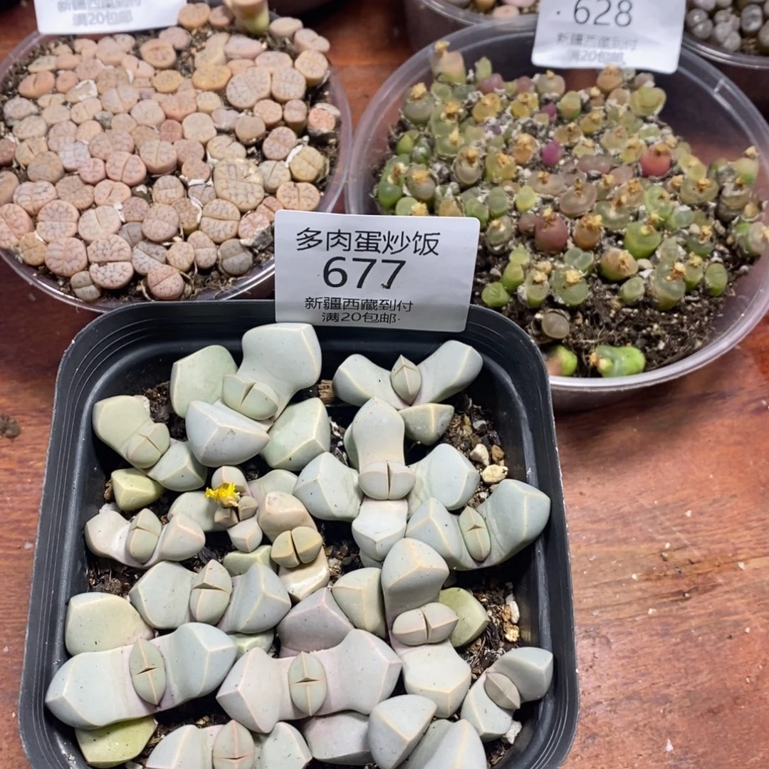多肉蛋炒饭感谢您相伴677
