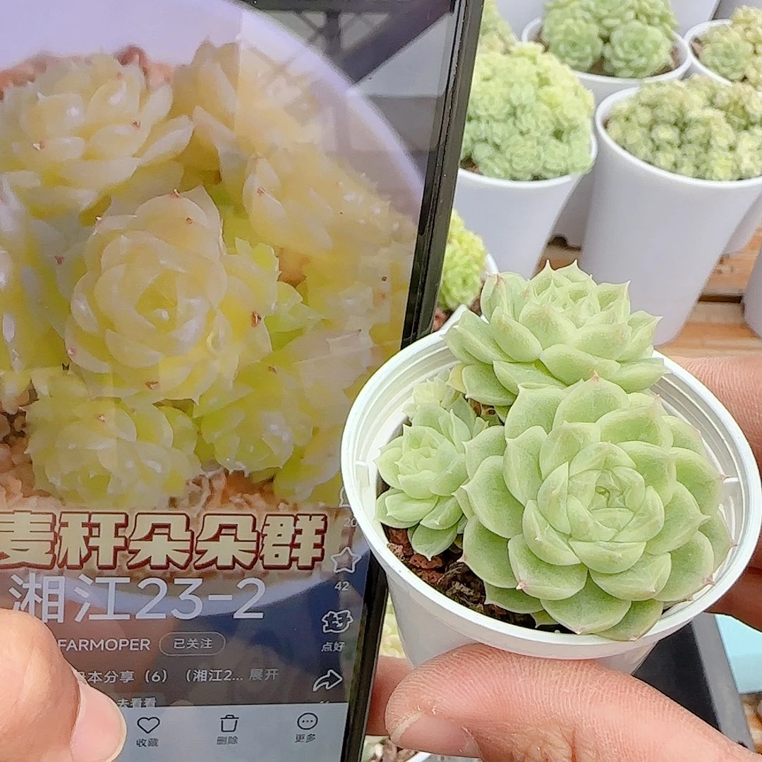 1105-75（湘江23-2）优选