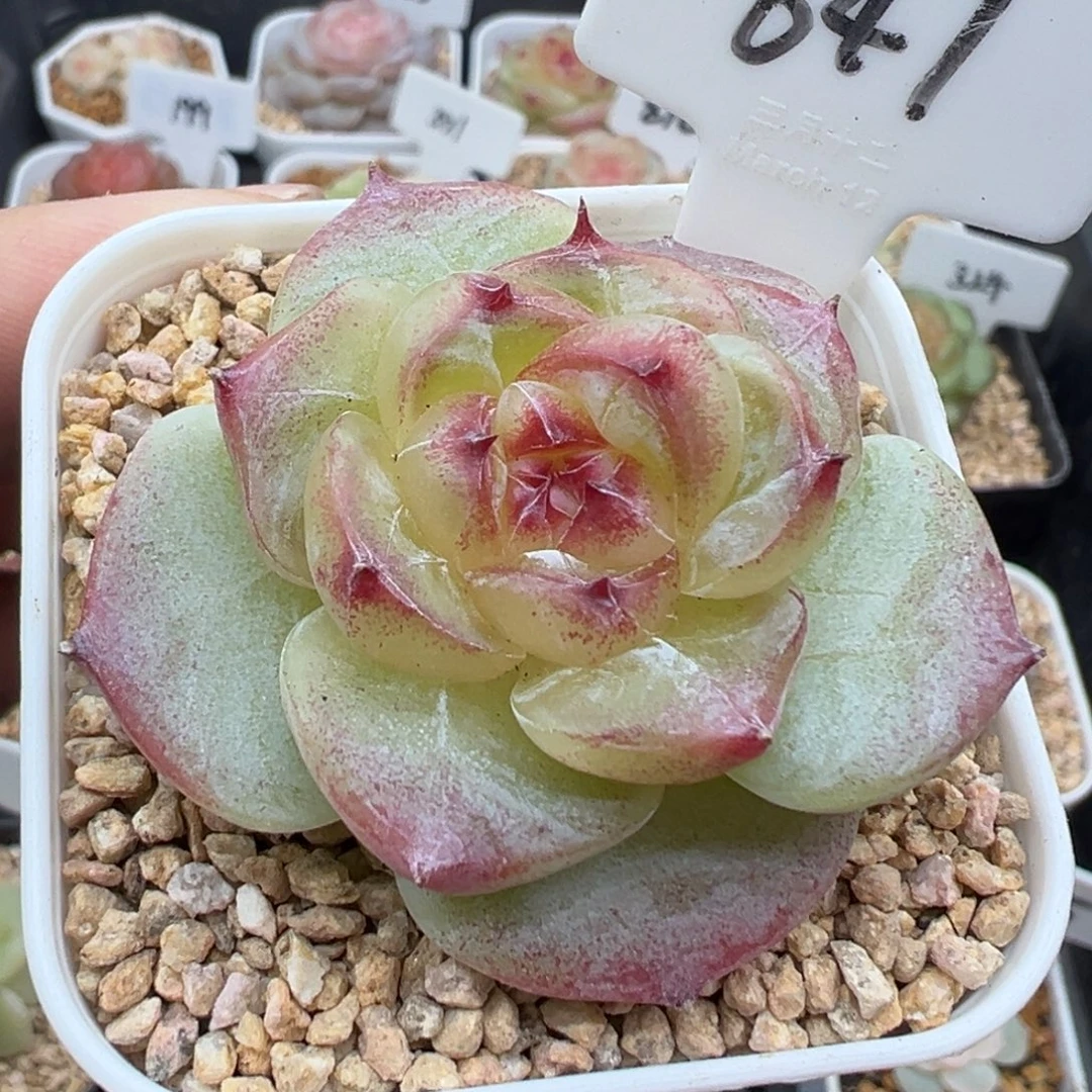 647号绿菩提 晗雨