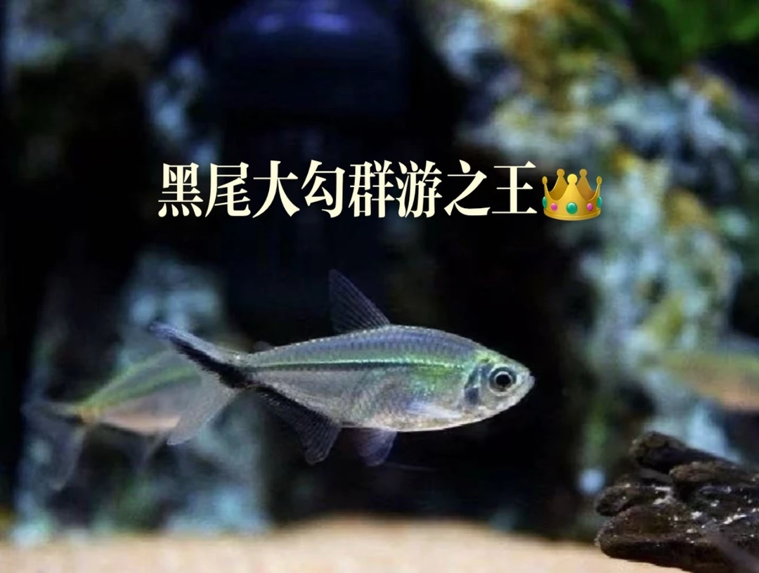 黑尾大勾淡水灯科热带观赏鱼群游性强混养佳选