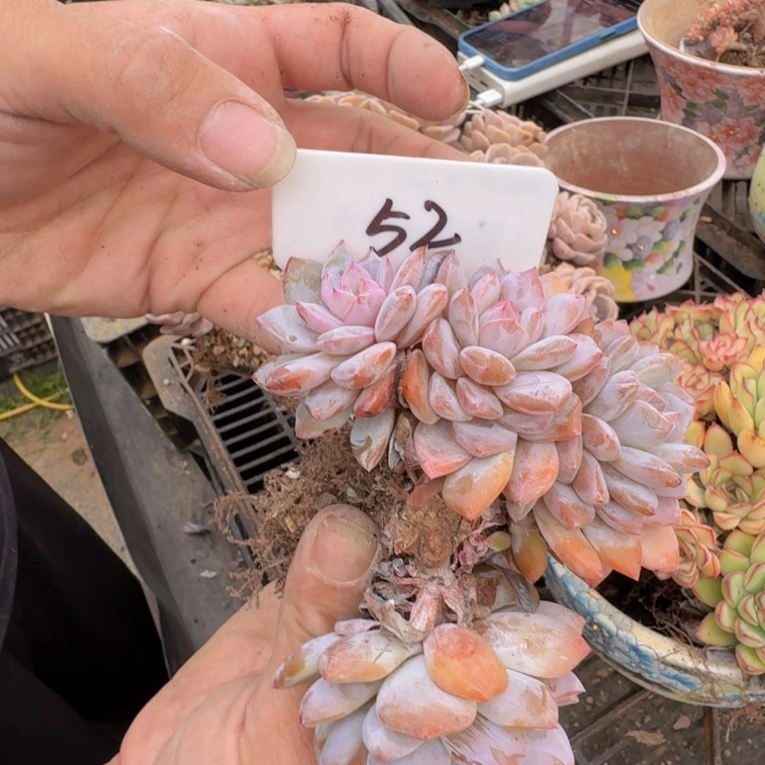 多肉植物的生长发育和生长发育