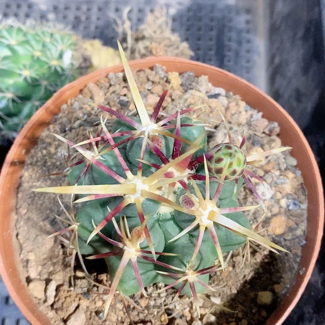 实生割刺大红莺品相自观如图