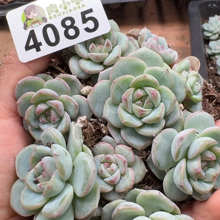 无花朵多肉植物多肉植物