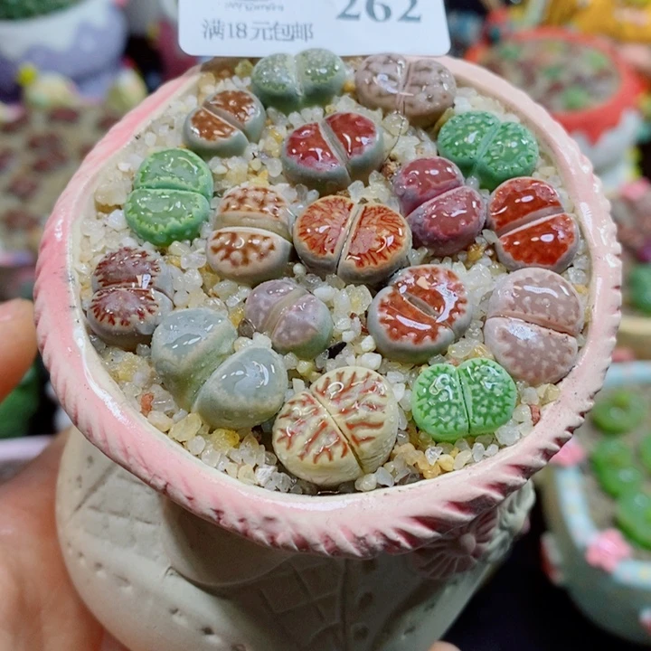 生石花花花花花花花262