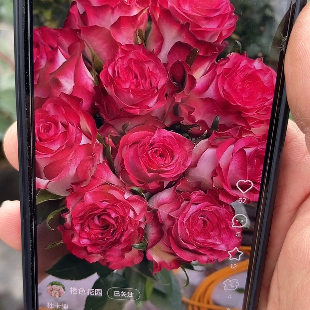 无花朵———杜卡迪 福利款