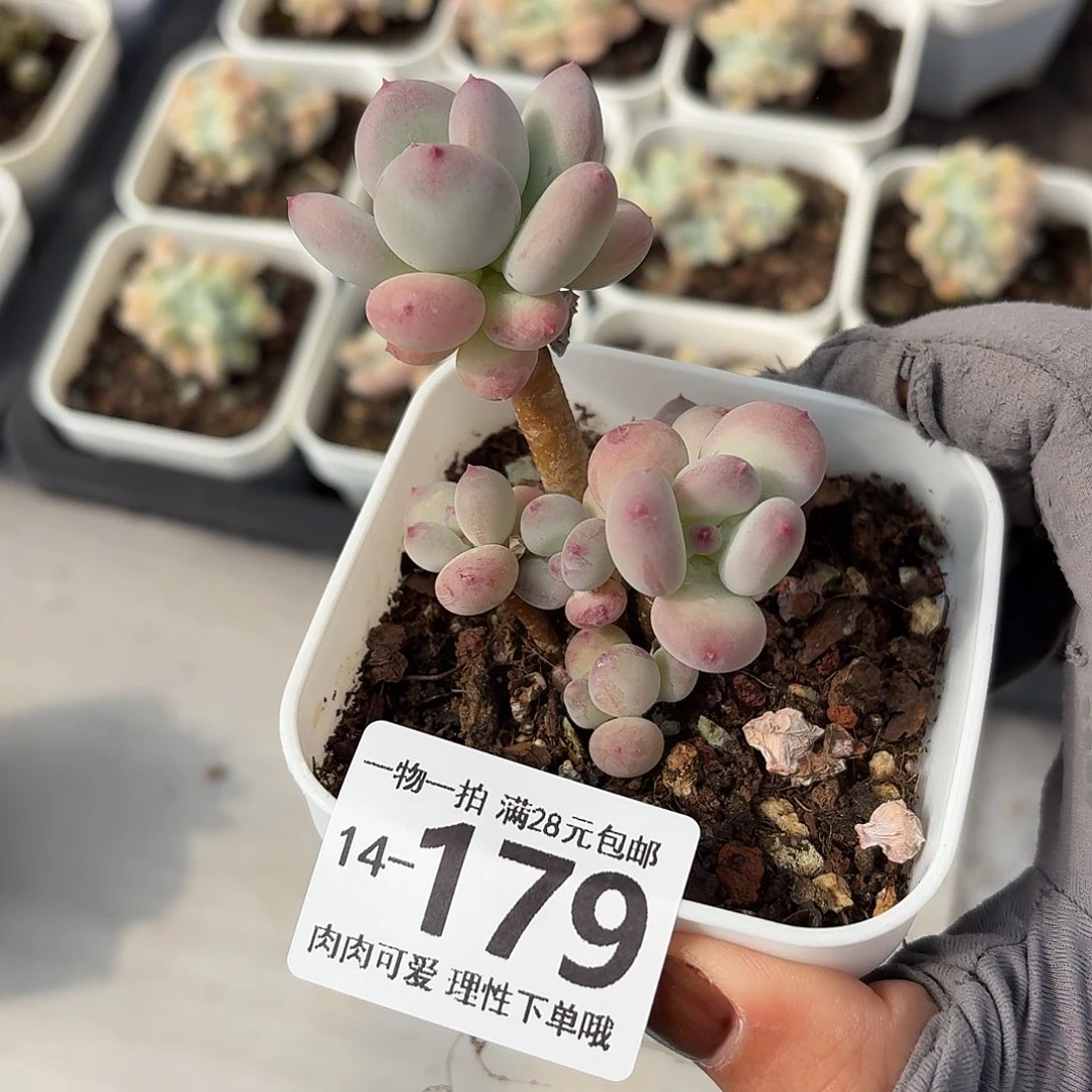 苹果奶无盆土发货无