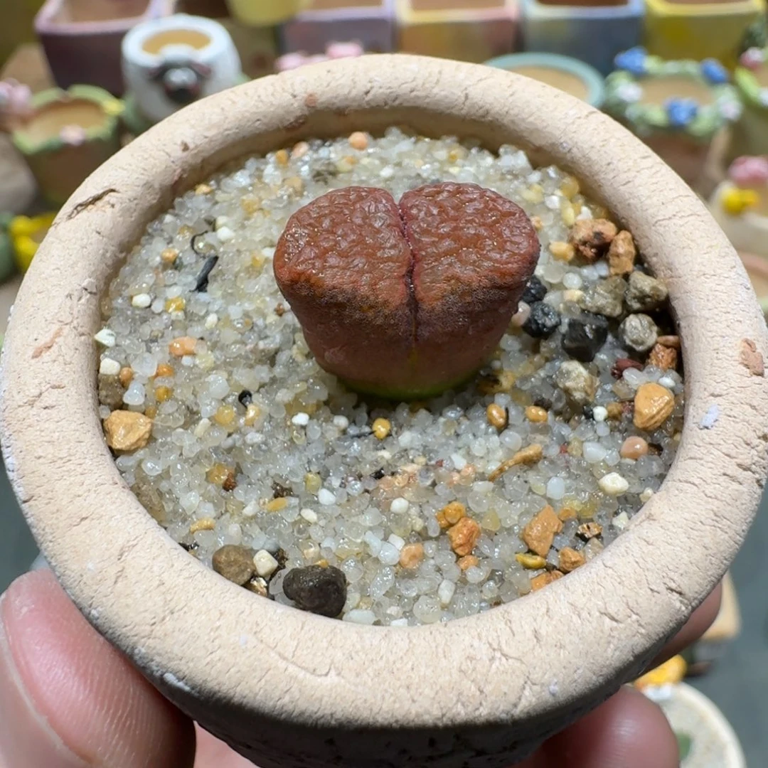 蘑菇1252超级蛋糕风铃多肉植物