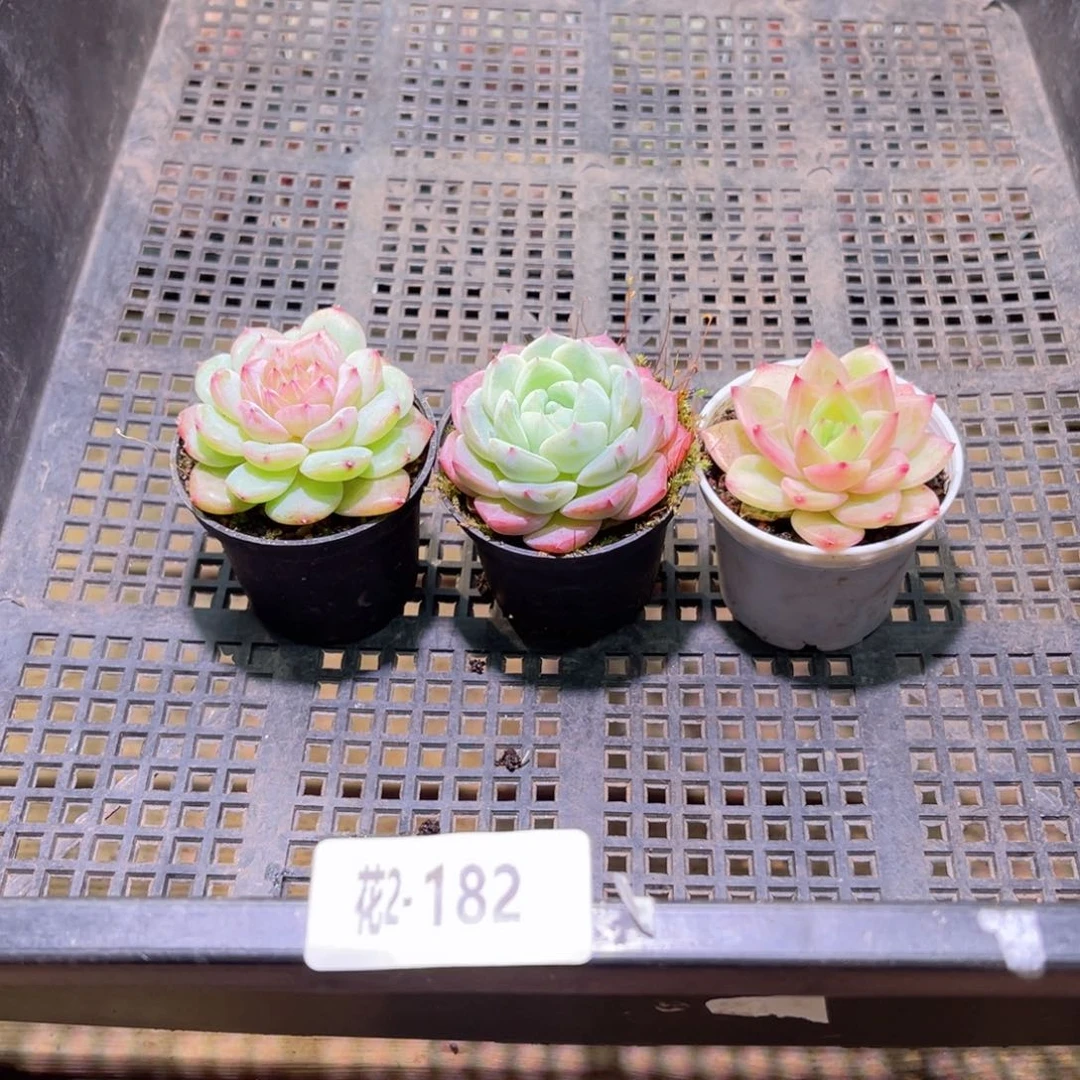 红陶花利美2-182框拍3颗