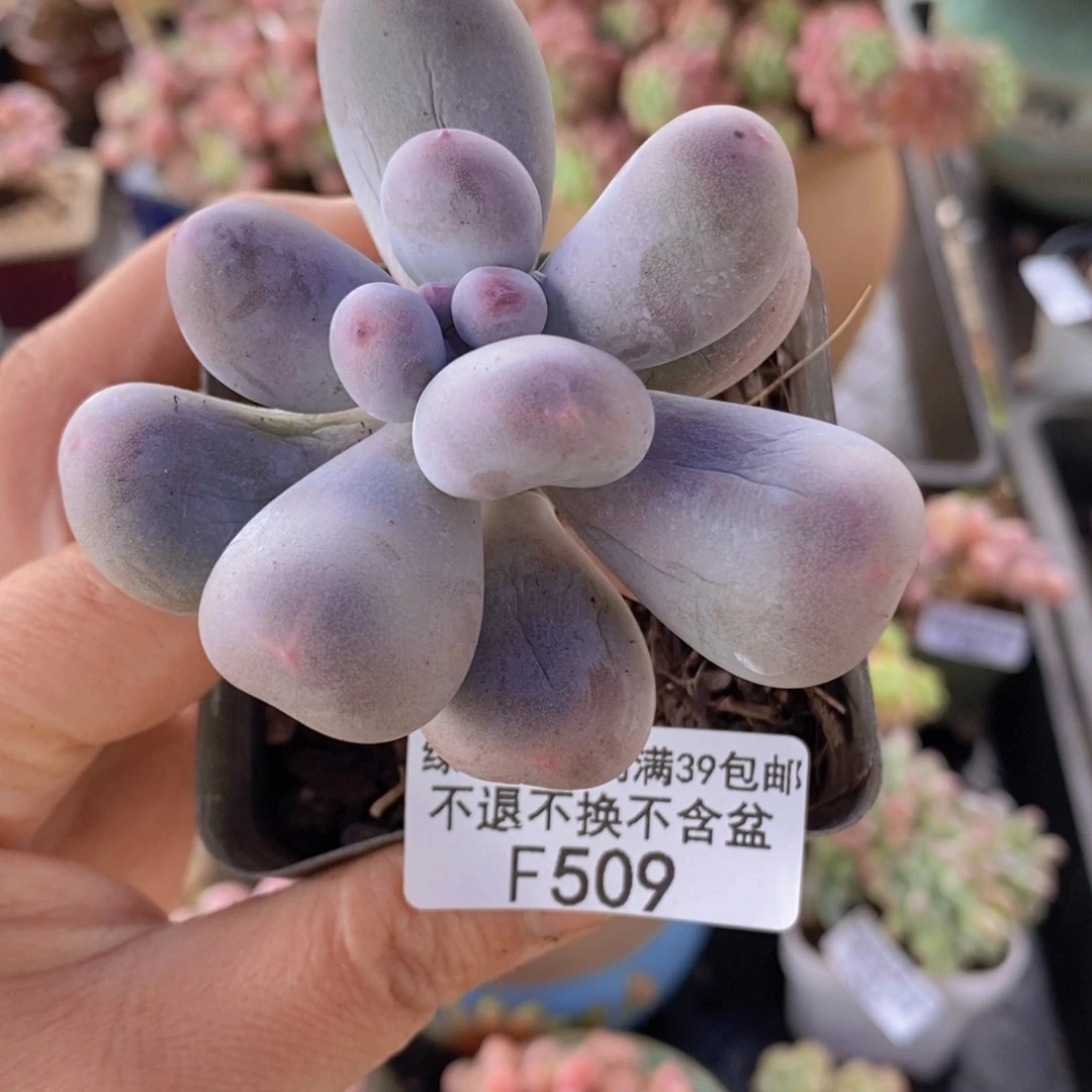 米可奶6cm509多肉