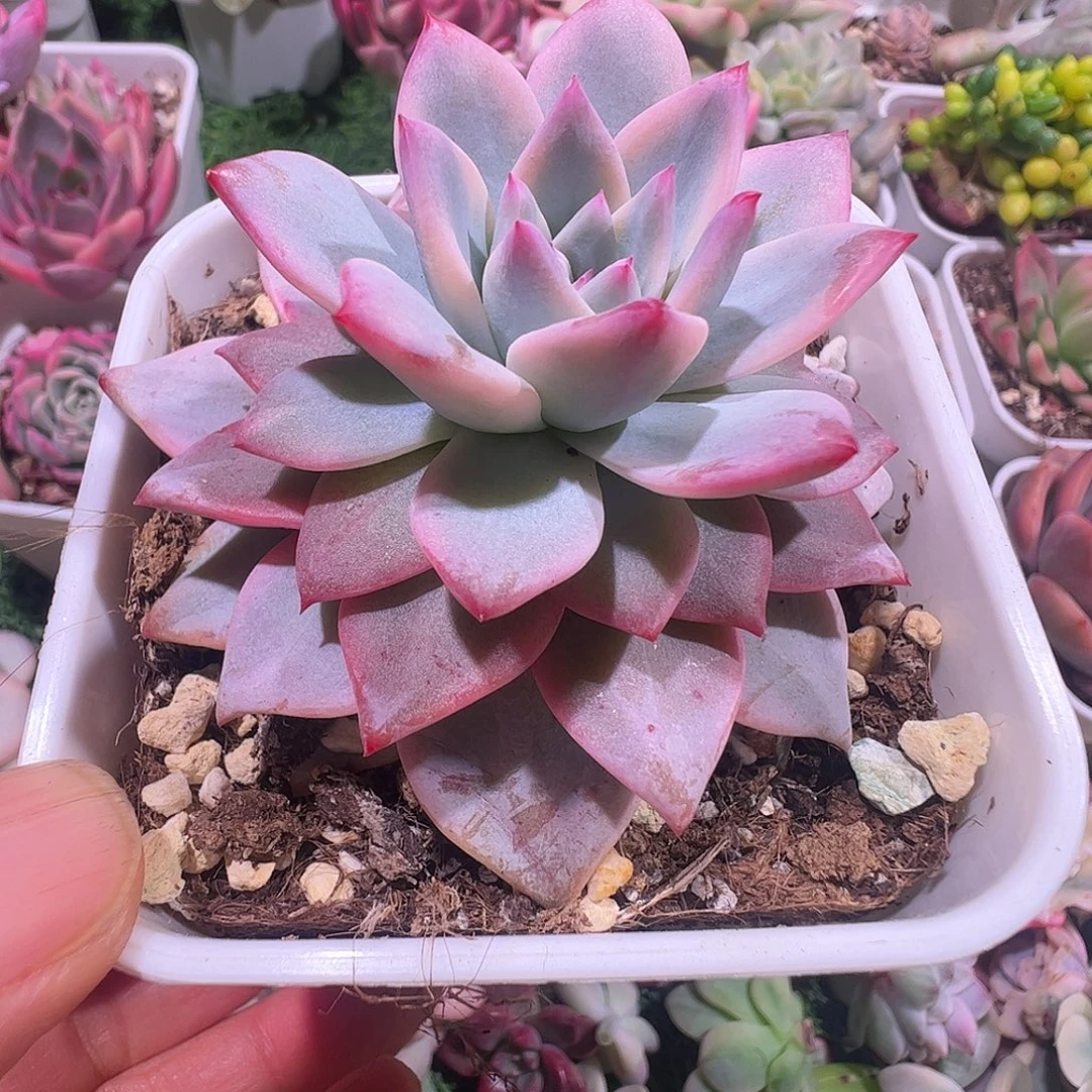 佳***乐多肉植物多肉植物