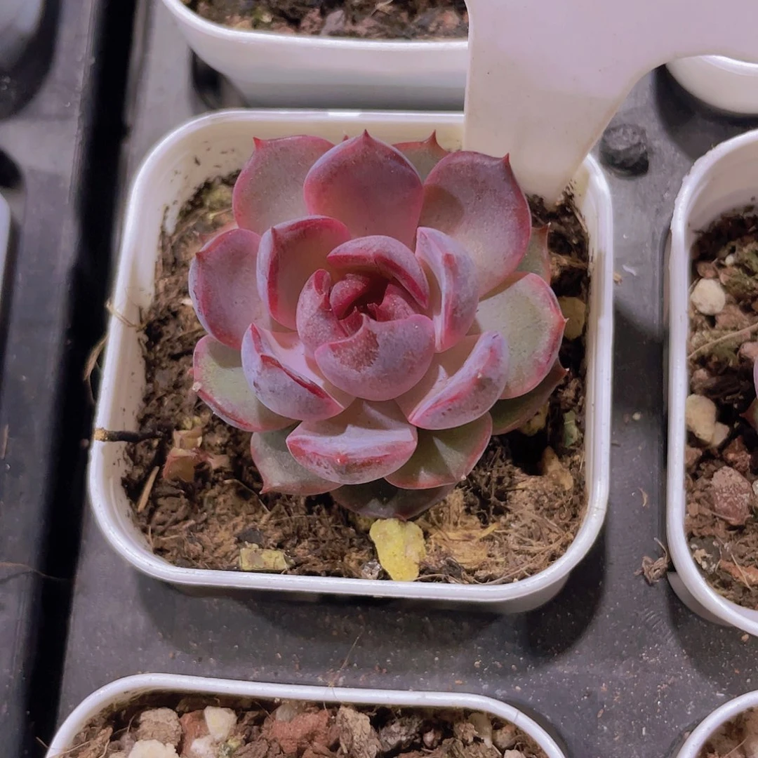 茗*黑澄e021一物一拍