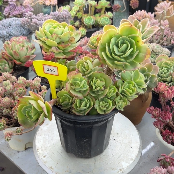 王*碧桃多肉植物064