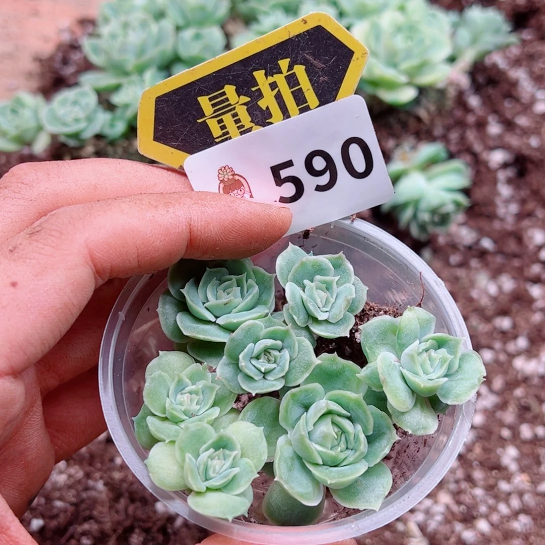 多肉植物多肉植物