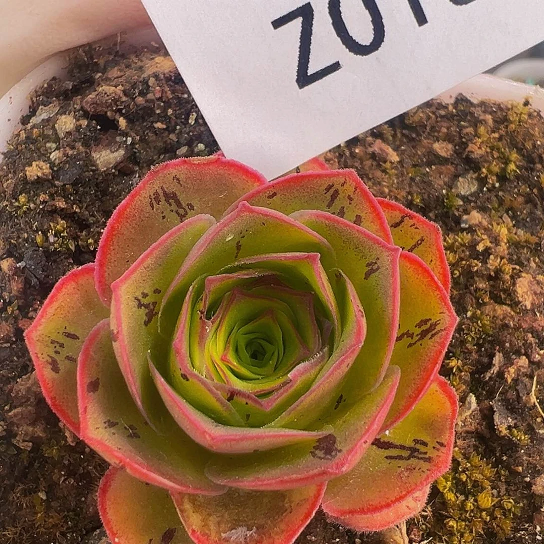 朱018 帕拉美娜me花园X各种