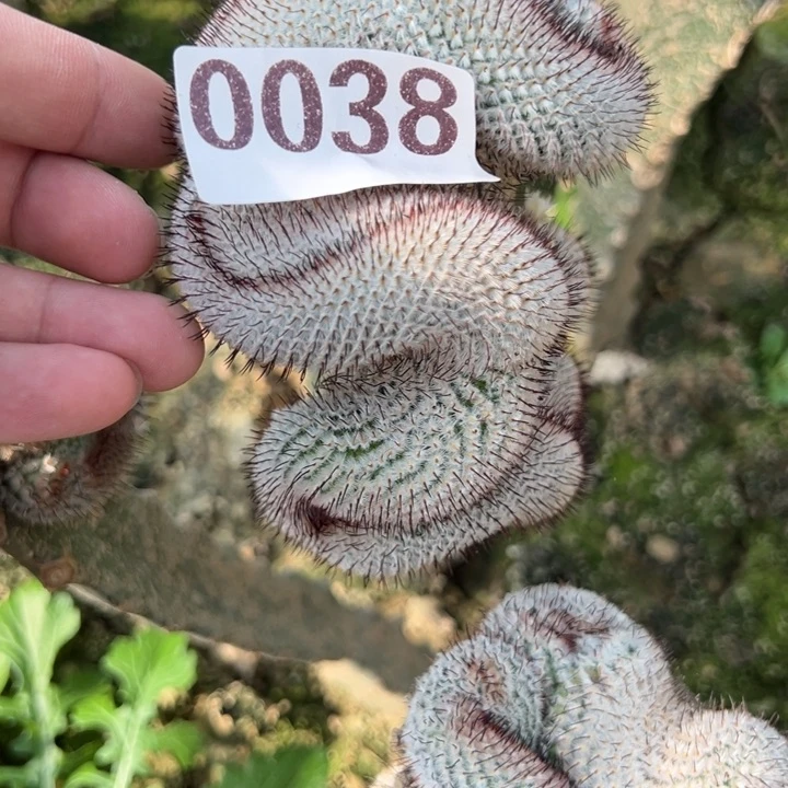 直刺佩雷缀化仙人球038号10+