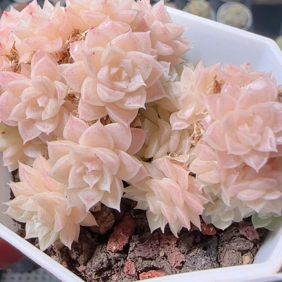 花语多肉1203-06开播福利散