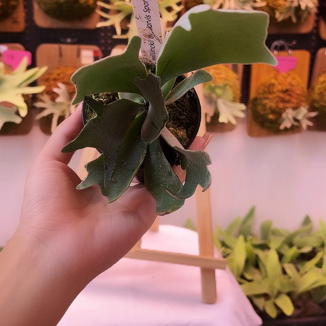 sf jarvis 双芽点