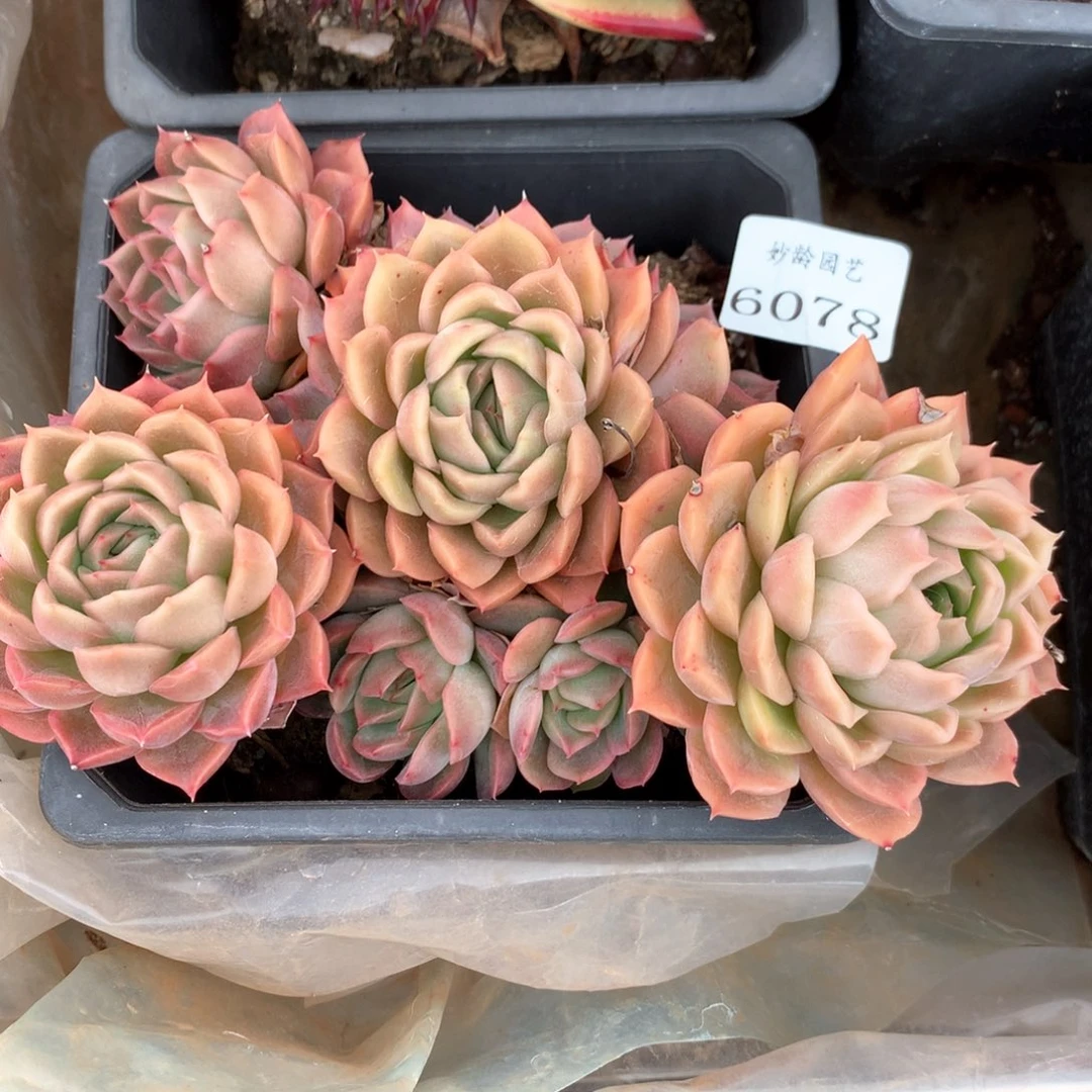 泥*6078杂交多肉植物基地