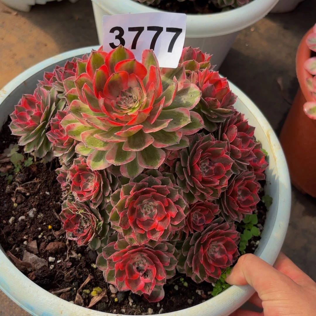 3777多肉植物云河微瑕